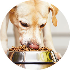 Dog eating food