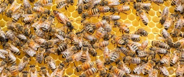 img title A colony of bees are working on a beehive with the queen bee in the center